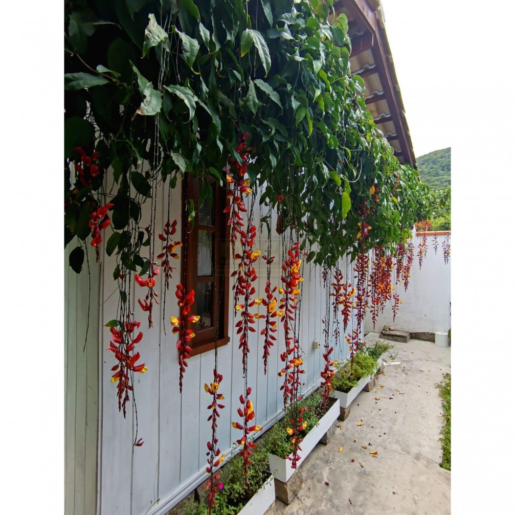Casa em Taquaras com 5 suítes para venda